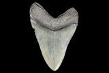 Serrated, Fossil Megalodon Tooth - South Carolina #93511-2